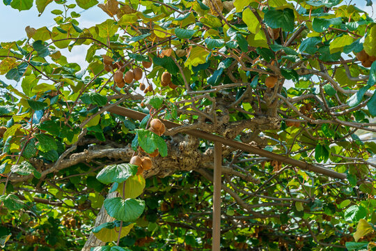 Fresh kiwi fruits hanging from a vine in a sunny orchard, ripe kiwifruit growing on a trellis in a garden