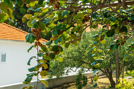 Fresh kiwi fruits hanging on a vine in a sunny garden with a house in the background