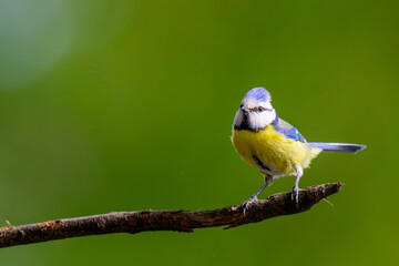 Cyanistes caeruleus, Eurasian blue tit © Patrick