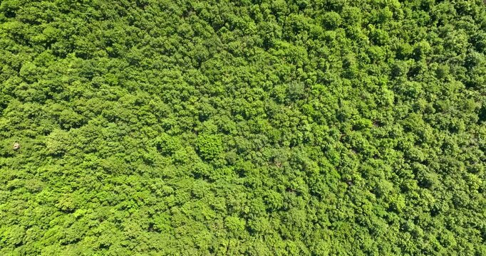 An overhead aerial view capturing a dense and lush green forest canopy, showcasing a rich pattern of thick tree tops, vibrant summer foliage, and a thriving natural wilderness ecosystem.