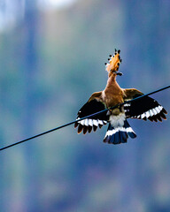 Common Hoopoe with a striking fan-shaped crest, black-and-white wings, and long curved bill. It searches the ground for insects and larvae in open fields, grasslands, and woodlands. © Lathish