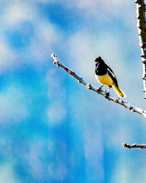 Long-tailed Minivet with a graceful long tail and vivid plumage. This agile canopy-dwelling bird moves through treetops in search of insects, often seen in pairs or small flocks.