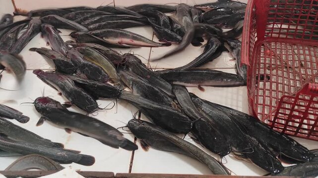 Group of live fresh catfish (ikan lele) moving actively on a tiled floor near a red basket, representing traditional seafood markets, local aquaculture farming, and fresh raw culinary ingredients