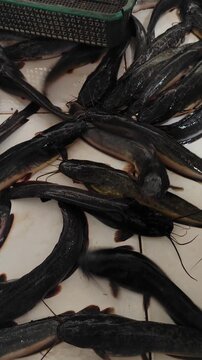 Group of live fresh catfish (ikan lele) moving actively on a tiled floor near a red basket, representing traditional seafood markets, local aquaculture farming, and fresh raw culinary ingredients