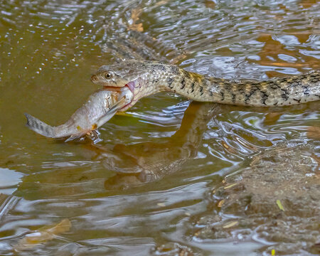 A Checkered keelback
