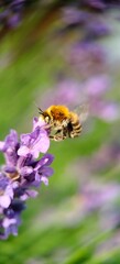 bee on a flower © NaturePhoto