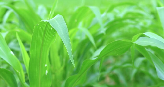 Fresh green corn leaves growing in a farm field, close-up, natural texture, healthy plant growth, sustainable agriculture, fertility, and vibrant greenery