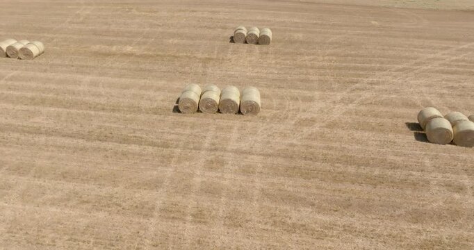 Aerial view captures rows of large cylindrical hay bales arranged neatly across a dry, harvested agricultural field during a sunny summer day, leaving distinct tire track patterns on the ground.