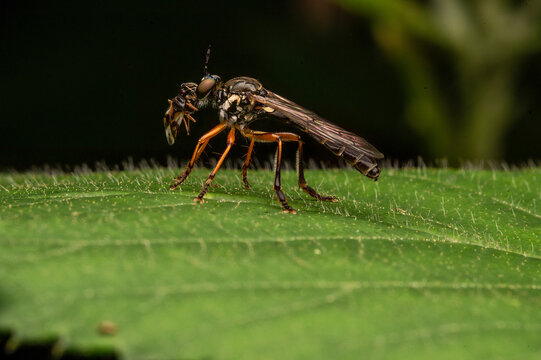 Macro shot of  a robber fly