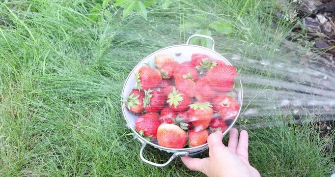 Washing freshly picked organic strawberries in metal colander on green grass. Water splashing over unwashed summer berries while human hand adjusts enamel colander reflecting eco friendly consumption