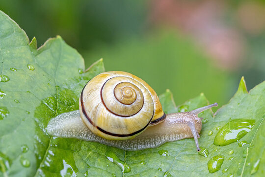 Schnecke auf Weinblatt