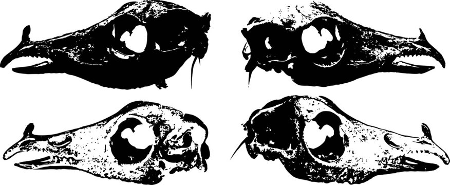 four vintage animal skull illustrations with prominent eye sockets and elongated nasal bones