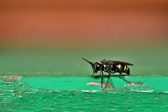 Samica niewielkiej, rzadko obserwowanej błonk&oacute;wki z rodziny grzebaczowatych (Crabronidae): Ustylak brzuchatek (Nysson trimaculatus)