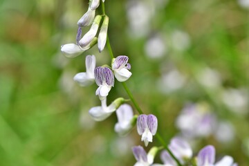 Drobne prążkowane kwiaty wyki leśnej (Vicia sylvatica), rośliny z rodziny bobowatych ((Fabaceae)  © Lancan