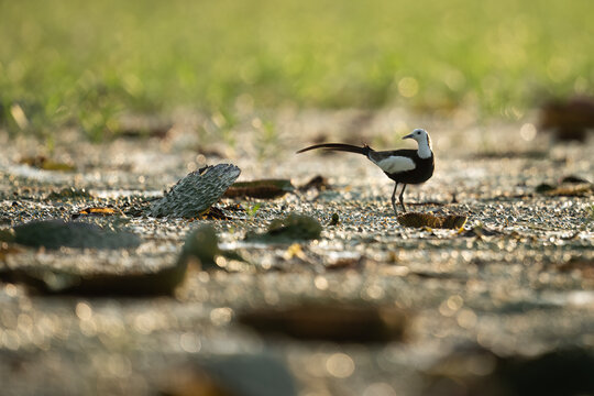 Pheasant-Tailed Jacana Walking Across Wetland Habitat