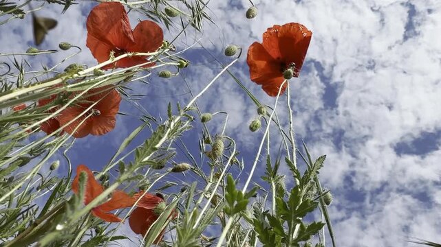 Low-angle shot of vivid red poppies swaying against a bright blue summer sky, with backlit petals, hairy stems and green seed pods in a sunlit wildflower meadow