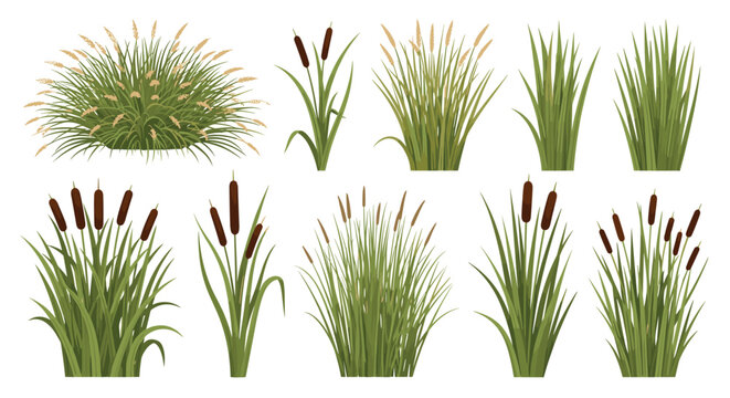 Set of various wild grass, reeds, and cattail plants shown in separate clusters for nature and landscape design projects.