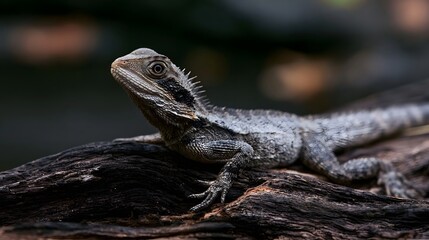 Fototapeta premium A fluffy lizard rests on a wooden log radiating playful energy in natural outdoor lighting