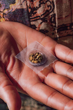 Fresh psilocybin truffles for psychedelic microdosing