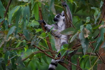 Fototapeta premium Ring-Tailed Lemurs Climbing Tree Trunk in Natural Forest Habitat
