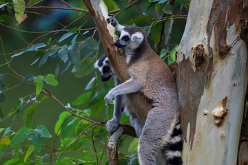 Fototapeta premium Ring-Tailed Lemurs Climbing Tree Trunk in Natural Forest Habitat