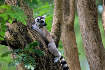 Fototapeta premium Ring-Tailed Lemurs Climbing Tree Trunk in Natural Forest Habitat