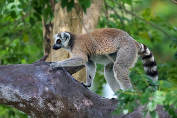 Fototapeta premium Ring-Tailed Lemurs Climbing Tree Trunk in Natural Forest Habitat
