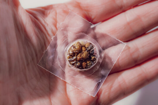 Fresh psilocybin truffles for psychedelic microdosing