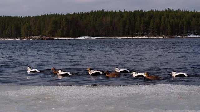 Flock of ducks swimming beside a melting ice shelf on a cold, rippled lake, framed by distant conifer forest shores under a cloudy sky in a serene northern wilderness setting