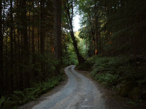 Winding dirt road through forested area at dusk in nature