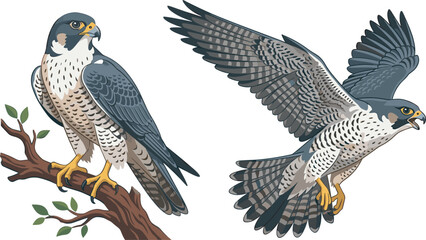 Majestic peregrine falcon bird of prey vector illustration set with perched and flying poses on white background © Sujon Shah