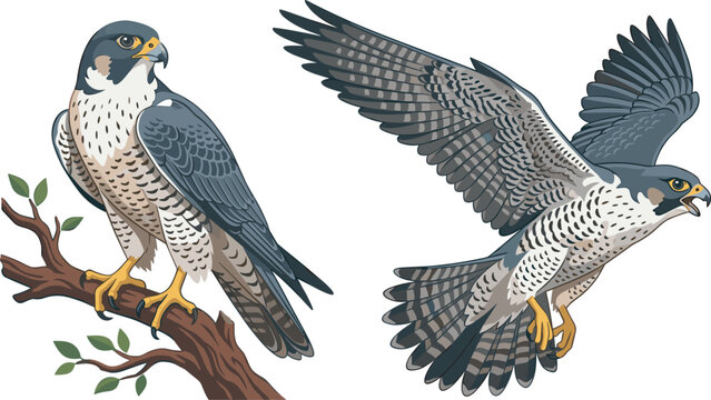 Majestic peregrine falcon bird of prey vector illustration set with perched and flying poses on white background