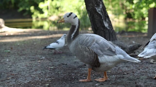 Mountain goose (Anser indicus) close-up. Bird close-up on a blurred natural background. Greylag goose with characteristic black stripes on its head. Ornithology. The bird walks on the ground
