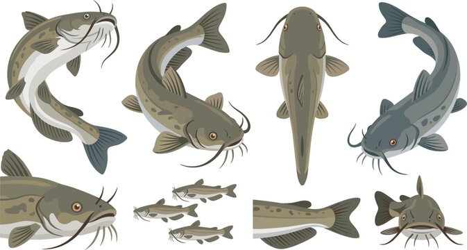 Freshwater catfish vector illustration set with various swimming top view side view tail and small fingerling elements