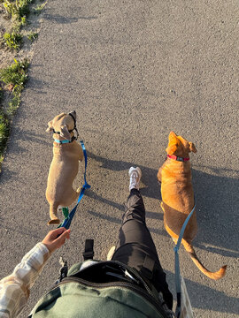 ugc dog walker walking two dogs 