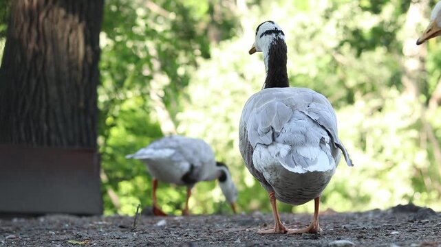 Mountain goose (Anser indicus) close-up. Bird close-up on a blurred natural background. Greylag goose with characteristic black stripes on its head. Ornithology. The bird walks on the ground