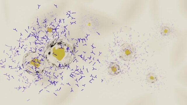 抗体を産生する形質細胞のイメージ