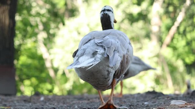 Mountain goose (Anser indicus) close-up. Bird close-up on a blurred natural background. Greylag goose with characteristic black stripes on its head. Ornithology. The bird walks on the ground