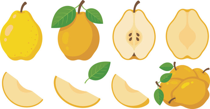 Fresh yellow quince pear fruit vector illustration set with whole half cut slices seeds and leaf elements