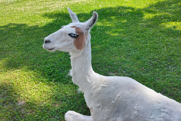 Obraz premium LLama in a field at summer day