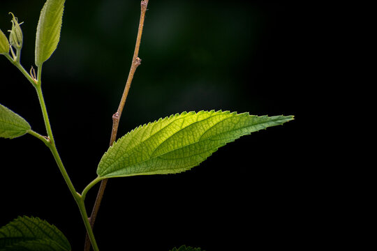 green natural leafes foliage, plants in garden in nature outdoors, closeup view with beautiful blur background