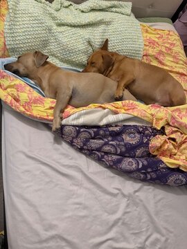 two dogs sleeping and spooning together 