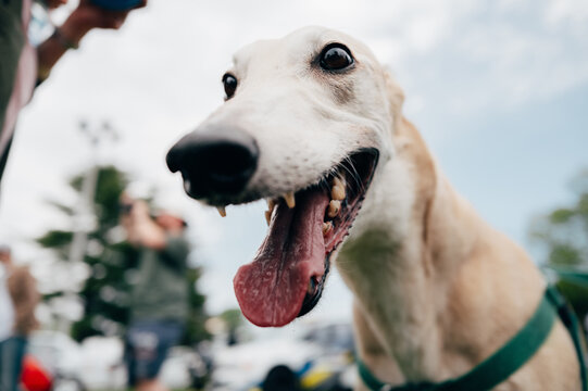 Closeup portrait of happy greyhound dog
