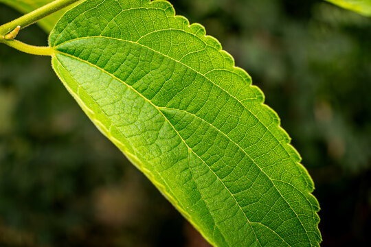 green natural leafes foliage, plants in garden in nature outdoors, closeup view with beautiful blur background