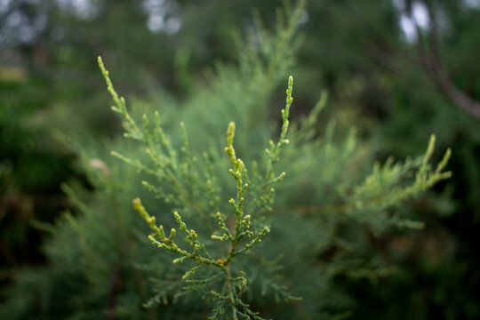 green natural leafes foliage, plants in garden in nature outdoors, closeup view with beautiful blur background