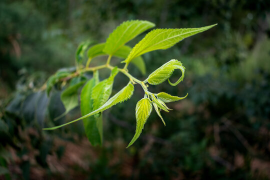 green natural leafes foliage, plants in garden in nature outdoors, closeup view with beautiful blur background