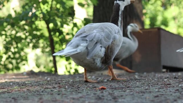 Mountain goose (Anser indicus) close-up. Bird close-up on a blurred natural background. Greylag goose with characteristic black stripes on its head. Ornithology. The bird walks on the ground