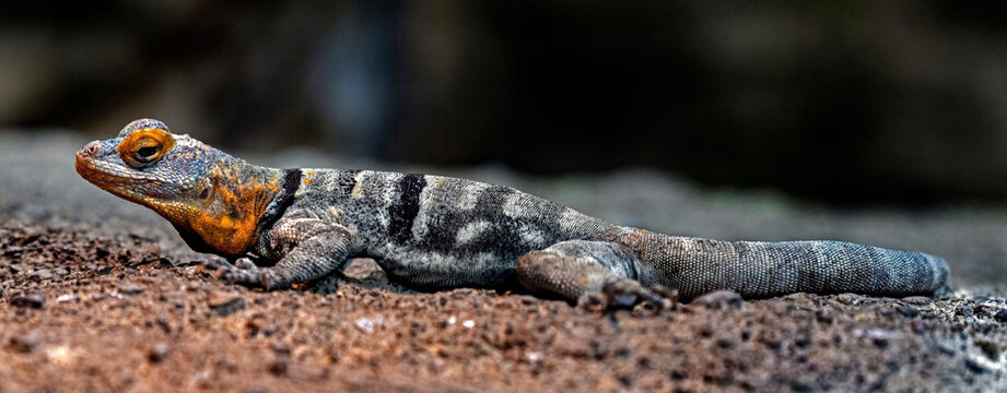 Baja blue rock lizard on the stone. Latin name - Petrosaurus thalassinus