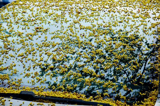 Black Car Covered in Yellow Pollen During Spring