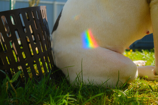Dog Sits on Grass In Nature in Bright Sunlight With Rainbow